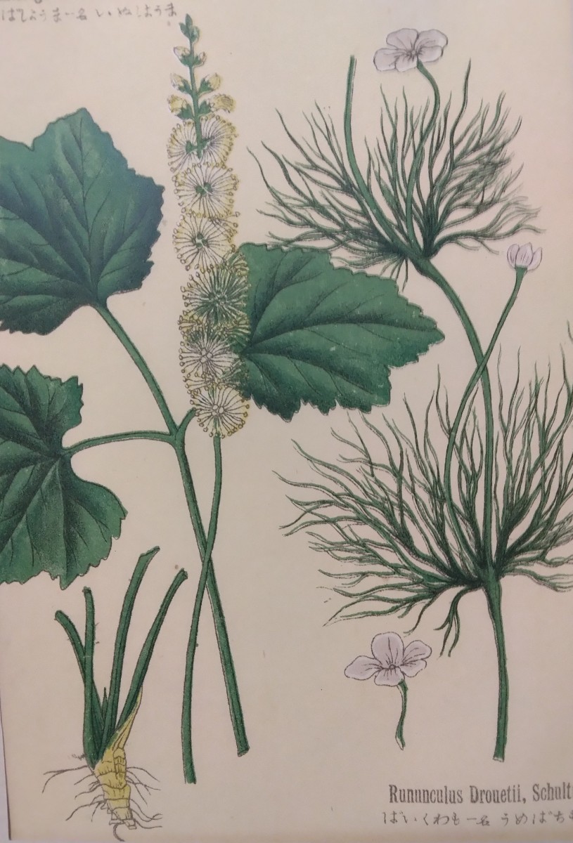 多色刷石版画 牧野富太郎校訂『普通植物図譜』村越三千男写生画 多色刷石版画 牧野富太郎校訂『普通植物図譜』村越三千男写生画