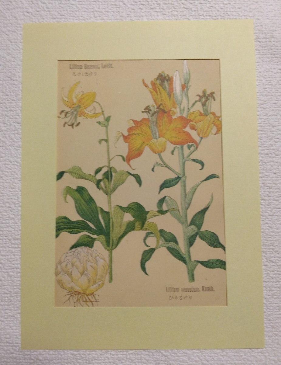 キャンディキャンディ ミニ 紙芝居 いがらしゆみこ 昭和レトロ 絵本