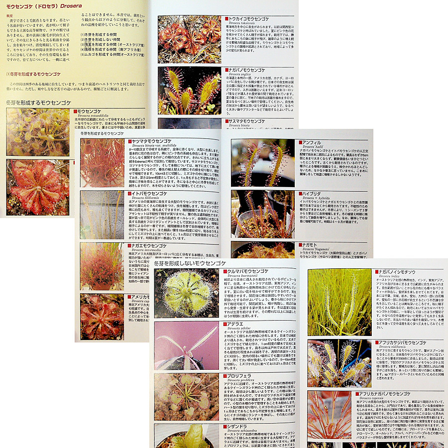  meal insect plant. world -420 kind charm. all . cultivation complete guide l color illustrated reference book fly toli saw mousengokeutsubokazla Sara senia. insect. ..... person r