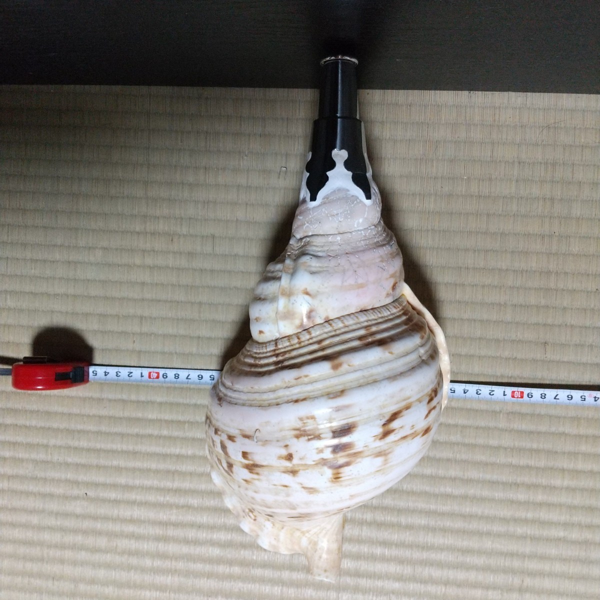 法螺貝 | noonanwaste.com