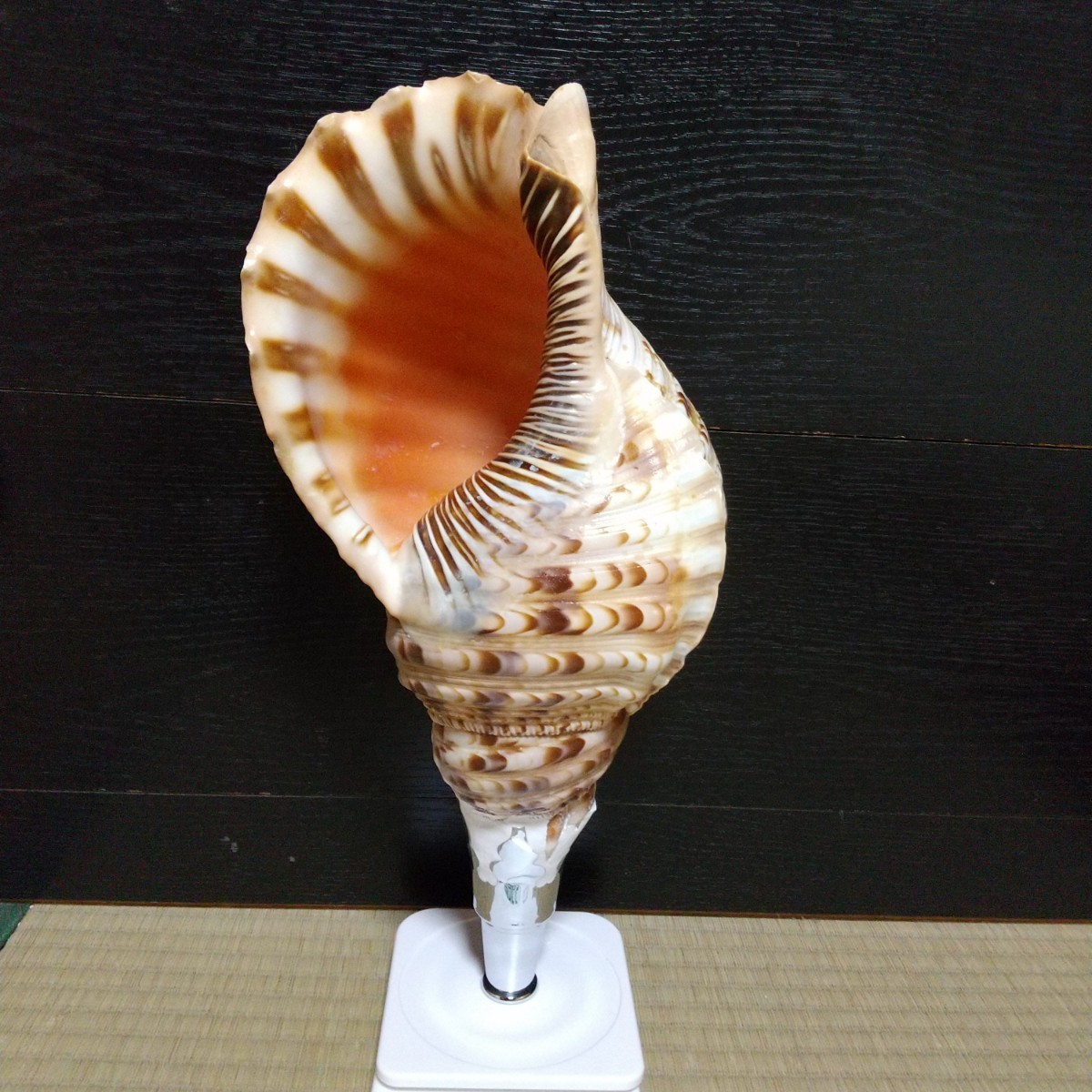 法螺貝 約38cm 約1136g-