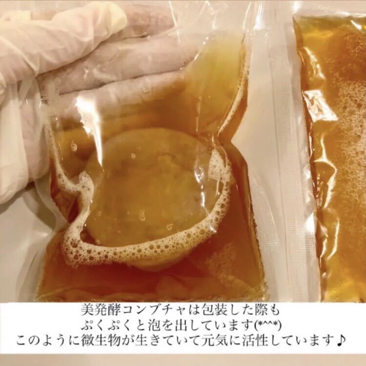 1.5L用　紅茶きのこ　コンブチャ　スコビー株　　失敗しない詳しいレシピ&サポート付_画像2