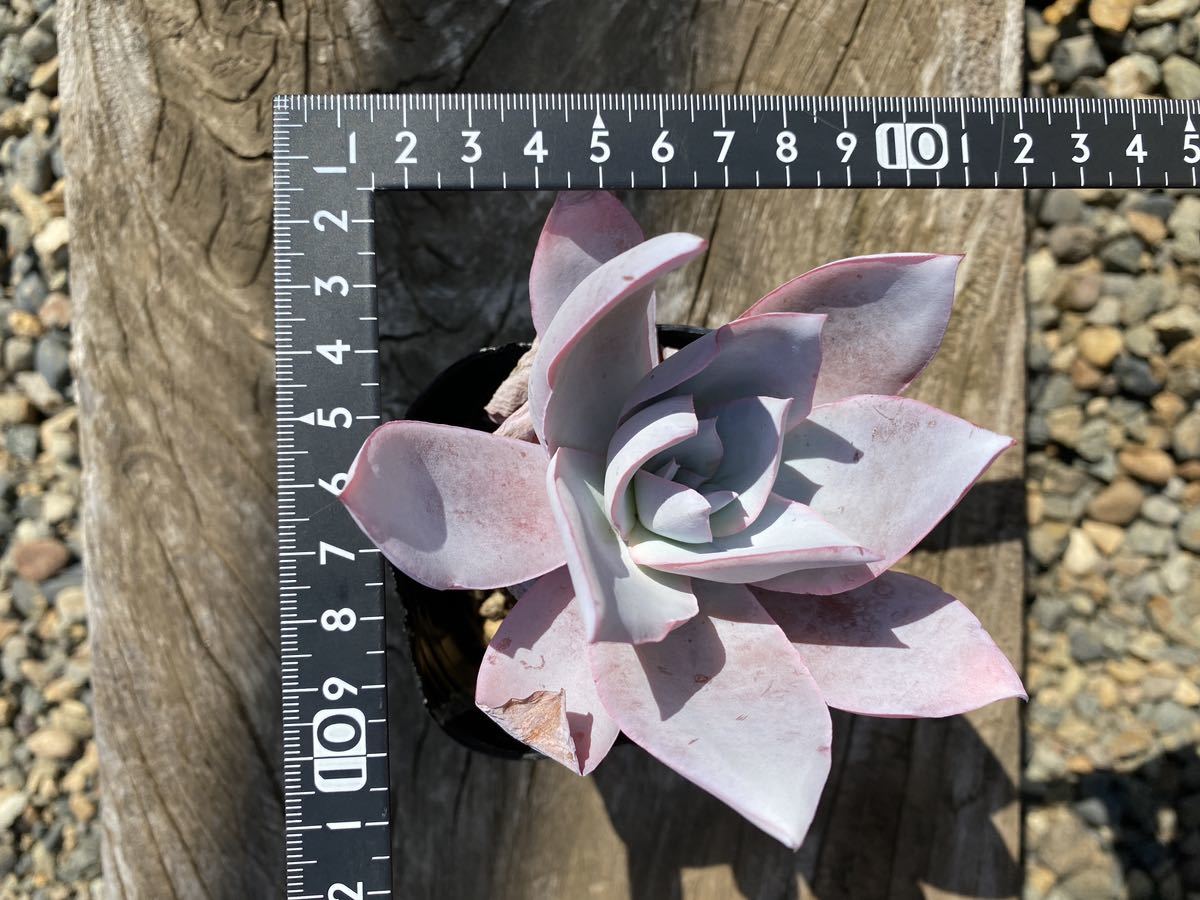 多肉植物 エケベリア カンテ | biovate.co.uk