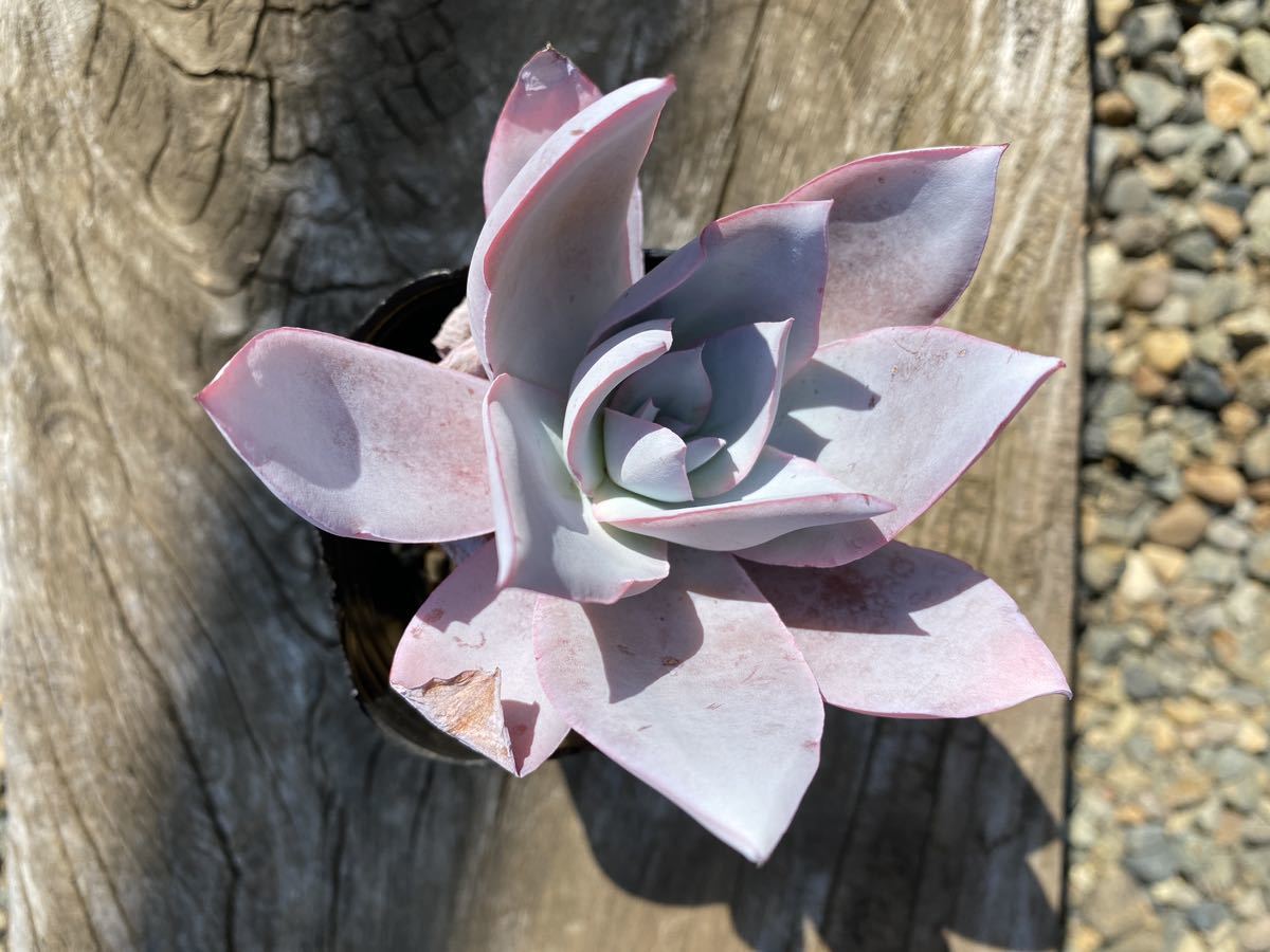 多肉植物 エケベリア カンテ | biovate.co.uk