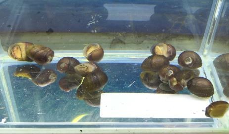 石巻貝　5匹　コケ対策　イシマキガイ　掃除　生体　苔取り　メンテナンス_画像1