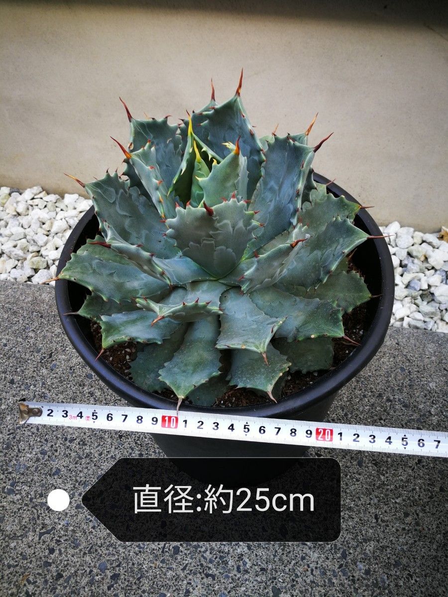 特大株 美株 アガベ 雷神 リュウゼツラン 多肉植物 ライジン 8号深型鉢