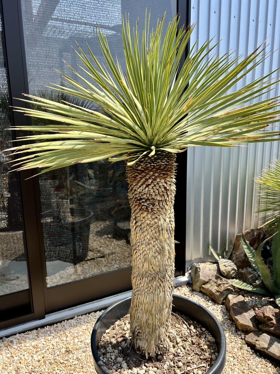 ユッカ ロストラータ Yucca rostrata ②太株 芽吹きあり www.ocsg.uni