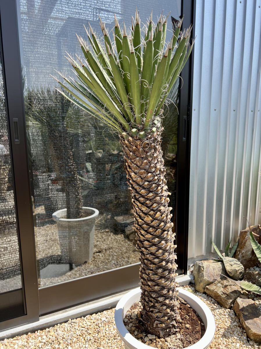 ユッカ・フィリフェラ Yucca filifera 太株 | dagroassessoria.com.br