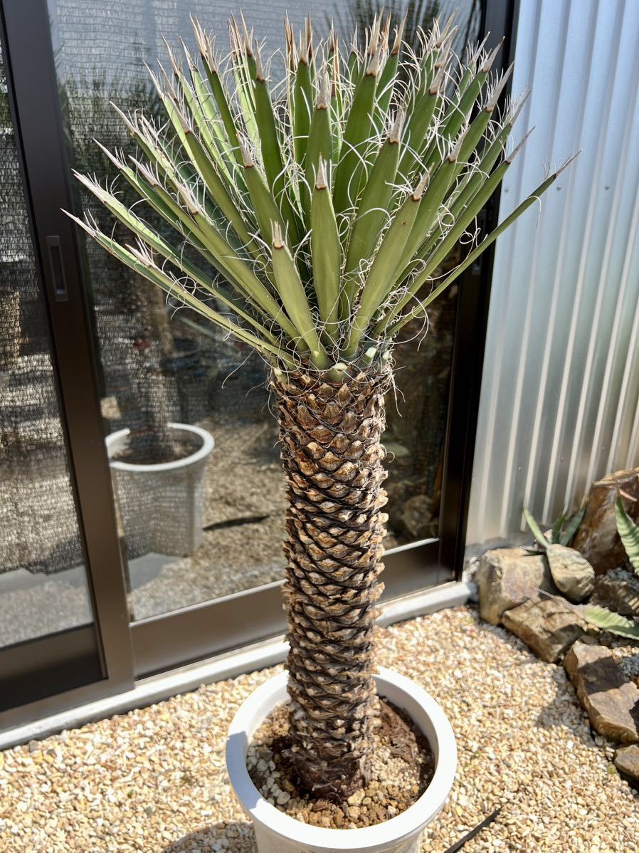 ユッカ・フィリフェラ Yucca filifera 太株 | dagroassessoria.com.br