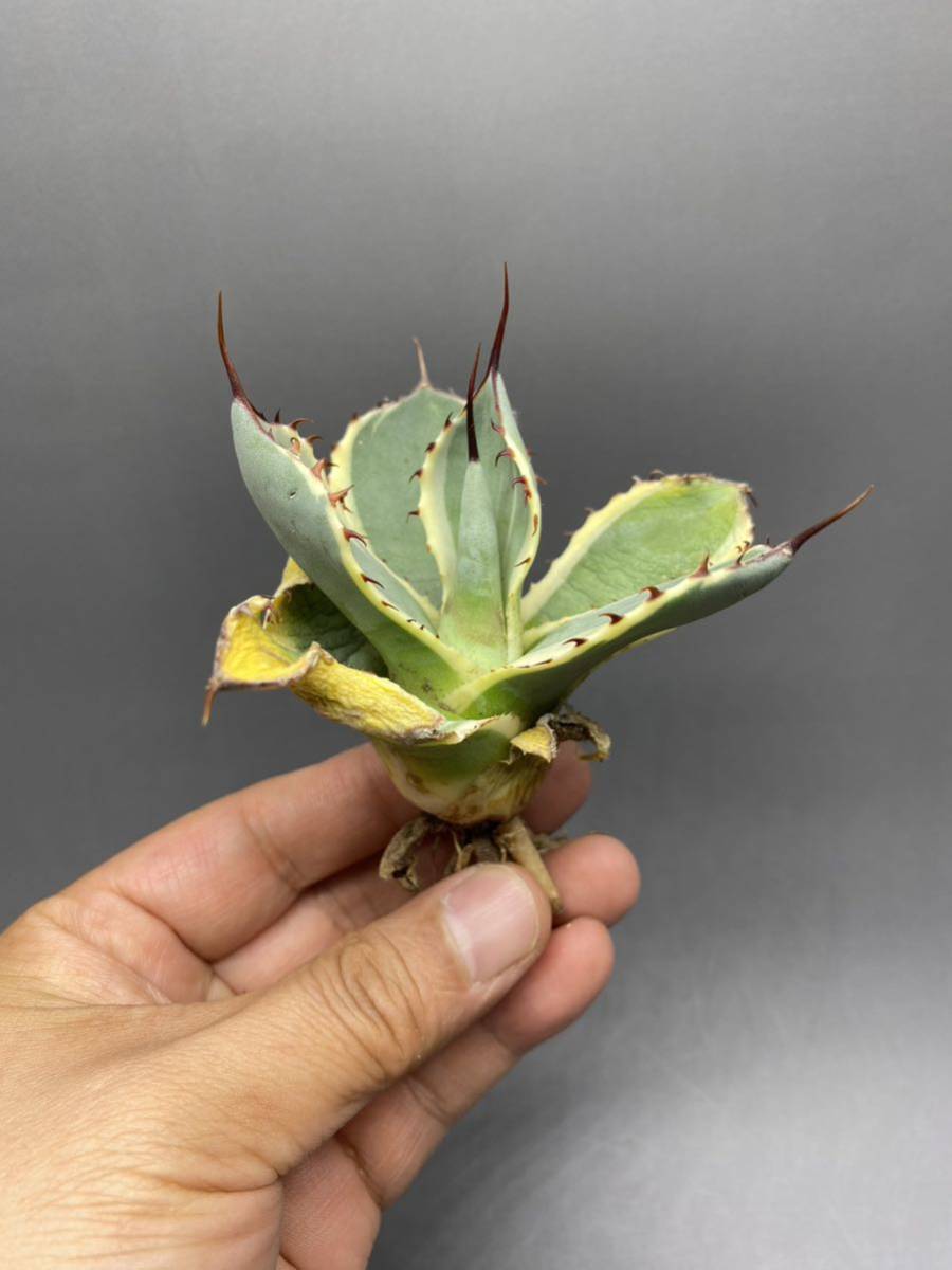 S417-2 Agave parryi var. truncata Orizabaアガベ パリー