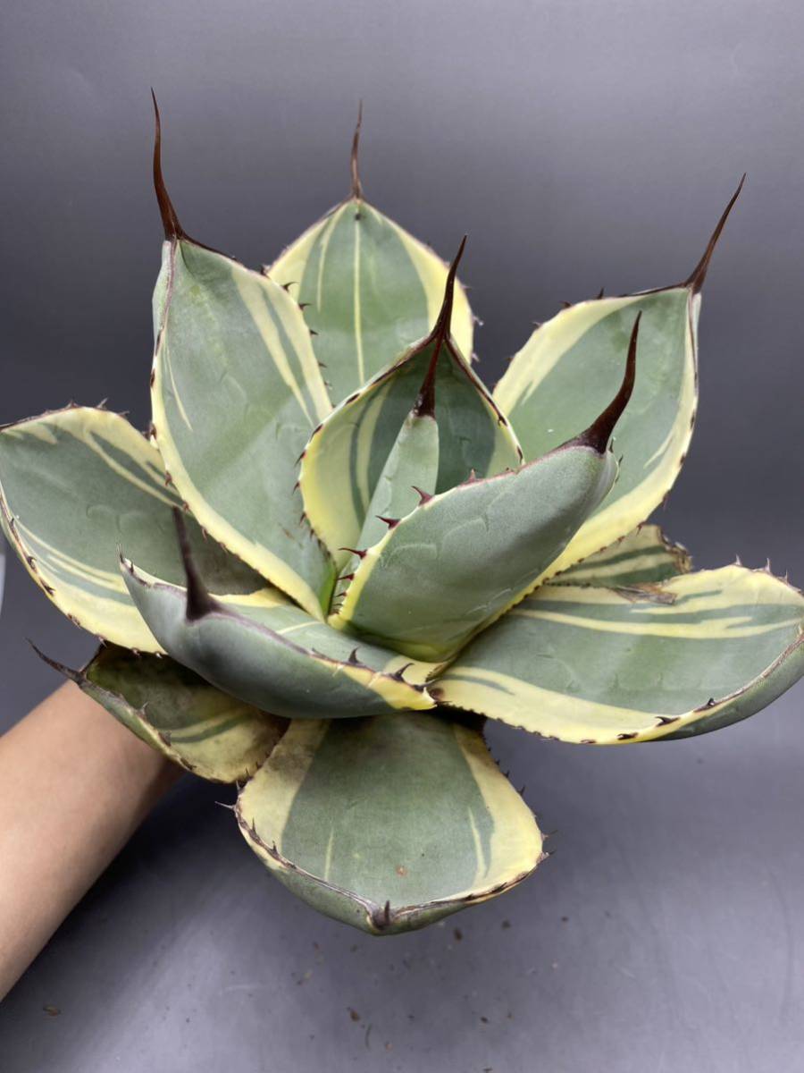 おすすめ アガベ パリー オリザバ 大子株 1 植物/観葉植物 - education