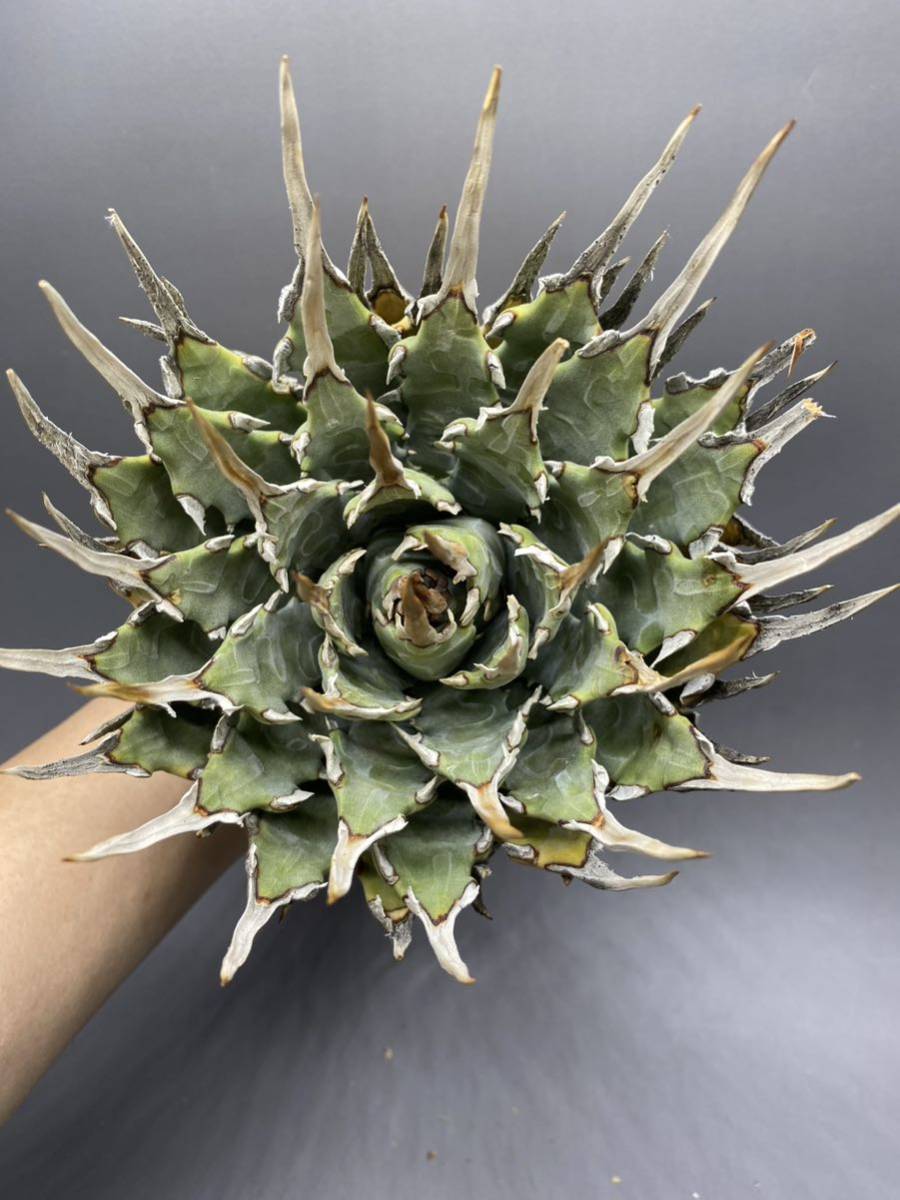 S417-73陽炎蕾形厚肉粗曲棘アガベ ユタエンシス Agave Utahensis