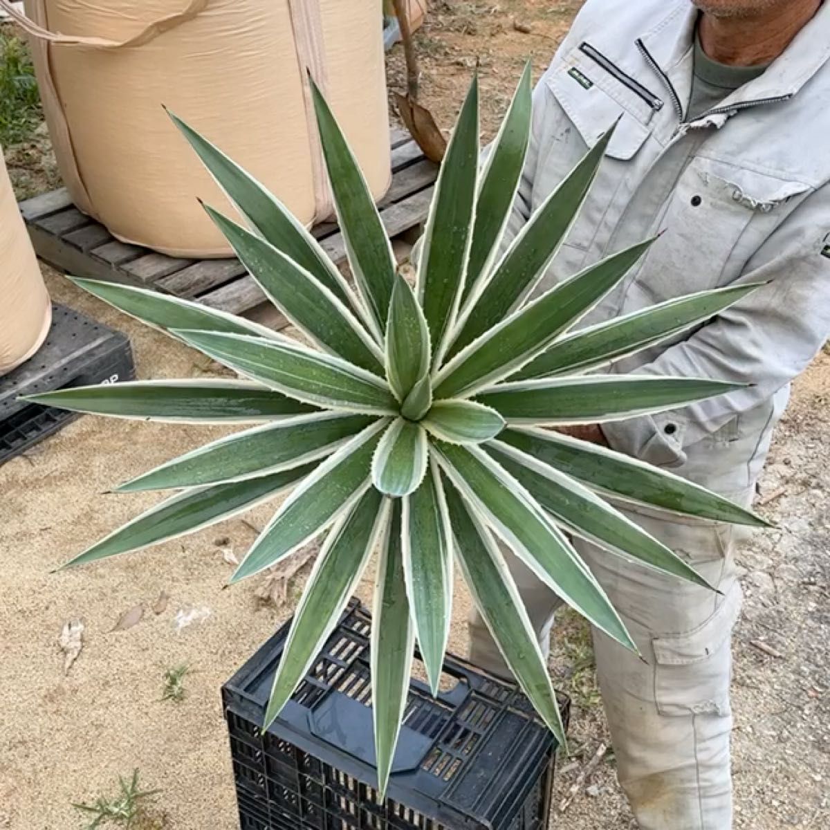 アガベ ハクセンコウ(白閃光)※売れるまで鉢植え管理