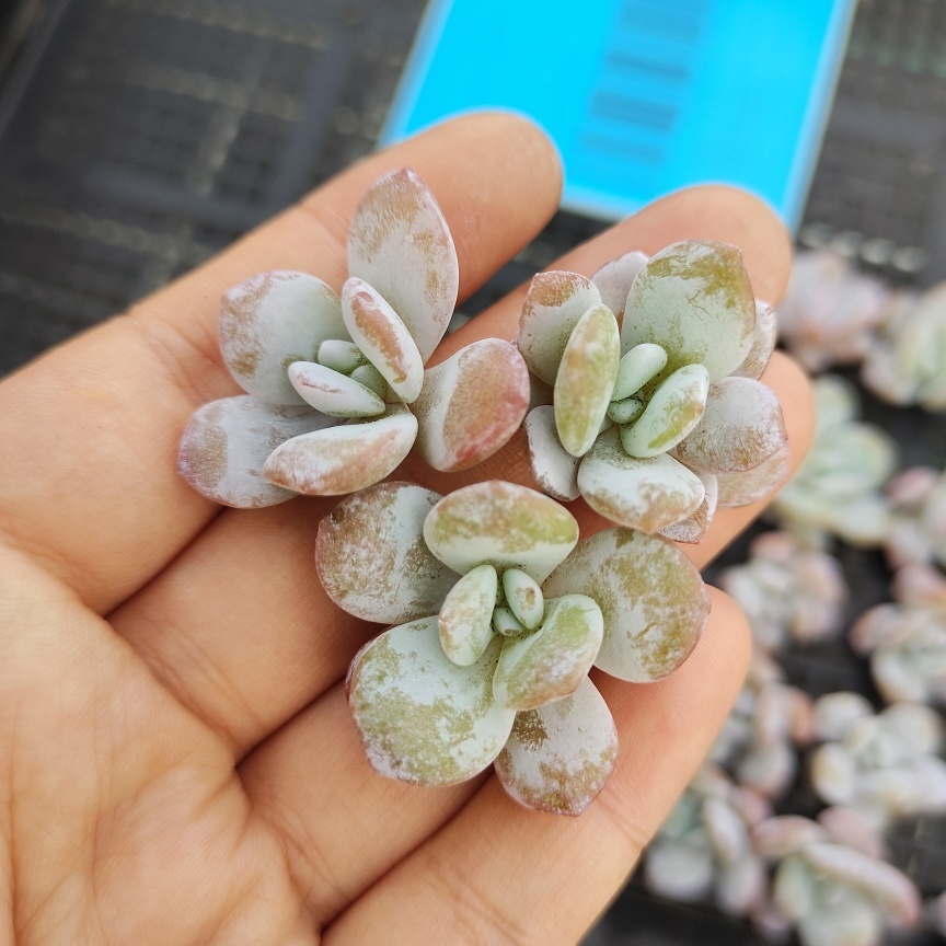 新入荷 流行 ラウィ 3点セット setonda.com