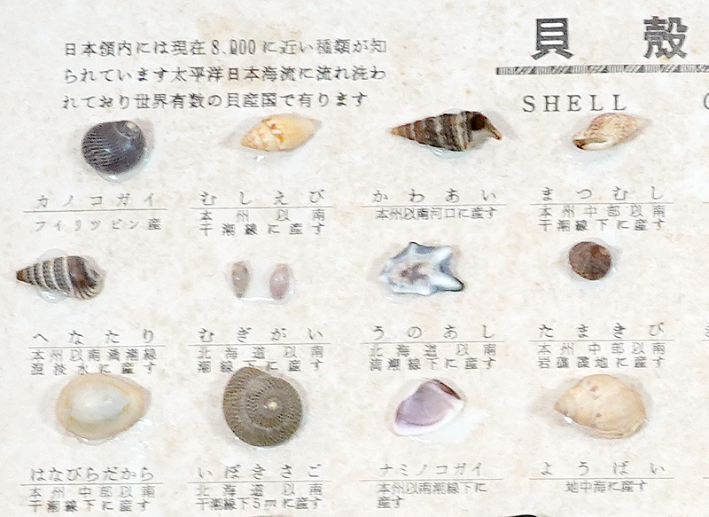 送料無料 貝殻標本 高級 世界の貝 箱入り サイズ370×315mm 送料無料 貝殻標本 高級 世界の貝 箱入り サイズ370×315mm