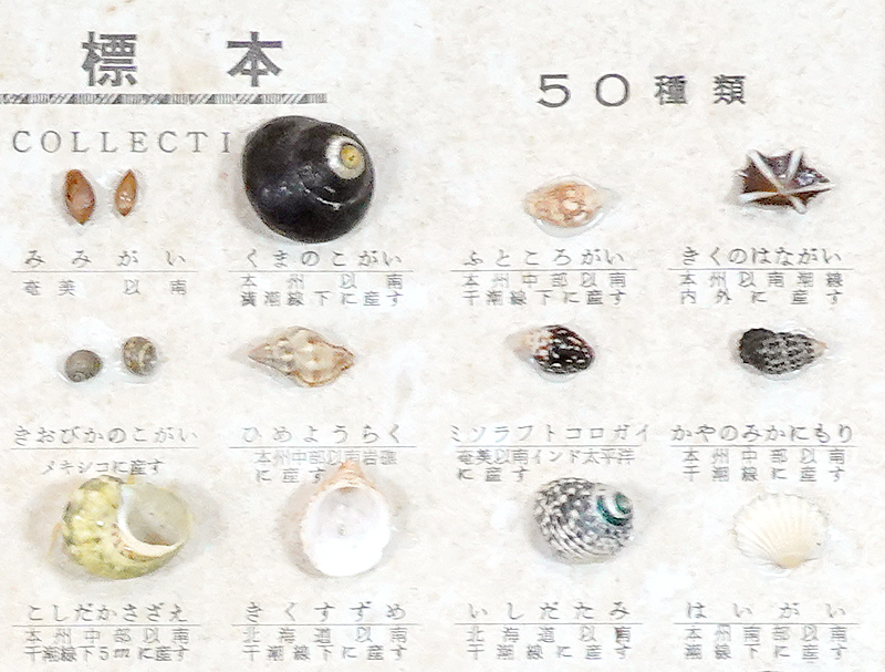 送料無料 貝殻標本 高級 世界の貝 箱入り サイズ370×315mm 送料無料 貝殻標本 高級 世界の貝 箱入り サイズ370×315mm