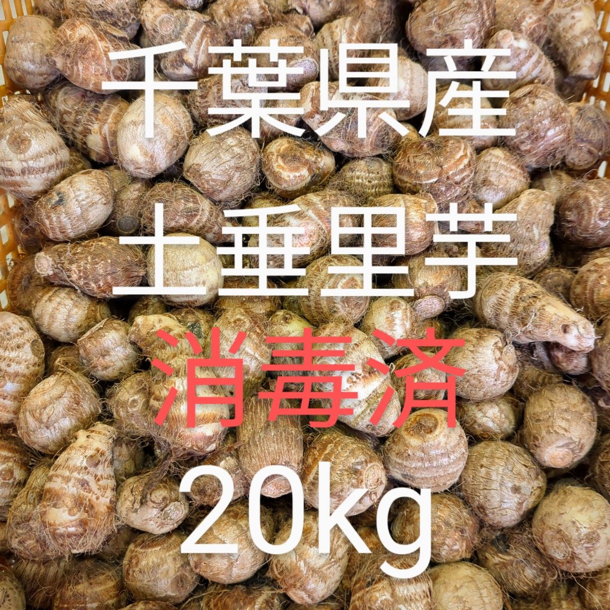 千葉県産 土垂れ 里芋 種 小さめSサイズ 20kg 消毒済|Yahoo 千葉県産 土垂れ 里芋 種 小さめSサイズ 20kg 消毒済|Yahoo