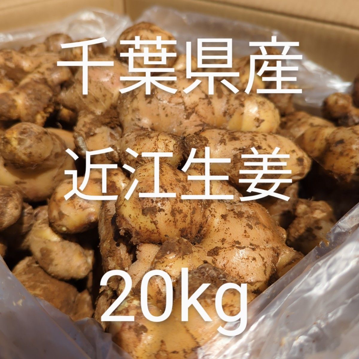 本店は 5キロ‼️芽が出ています‼️大生姜種‼️値下げ中‼️ ad-naturam.fr