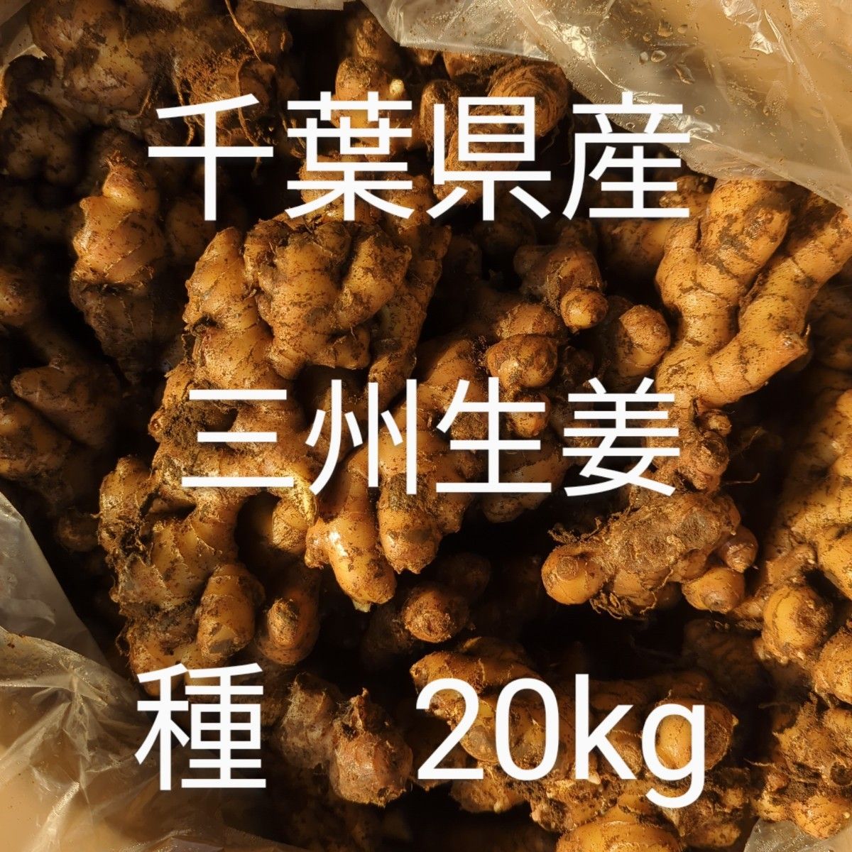千葉県産三洲生姜種 20キロ - 野菜