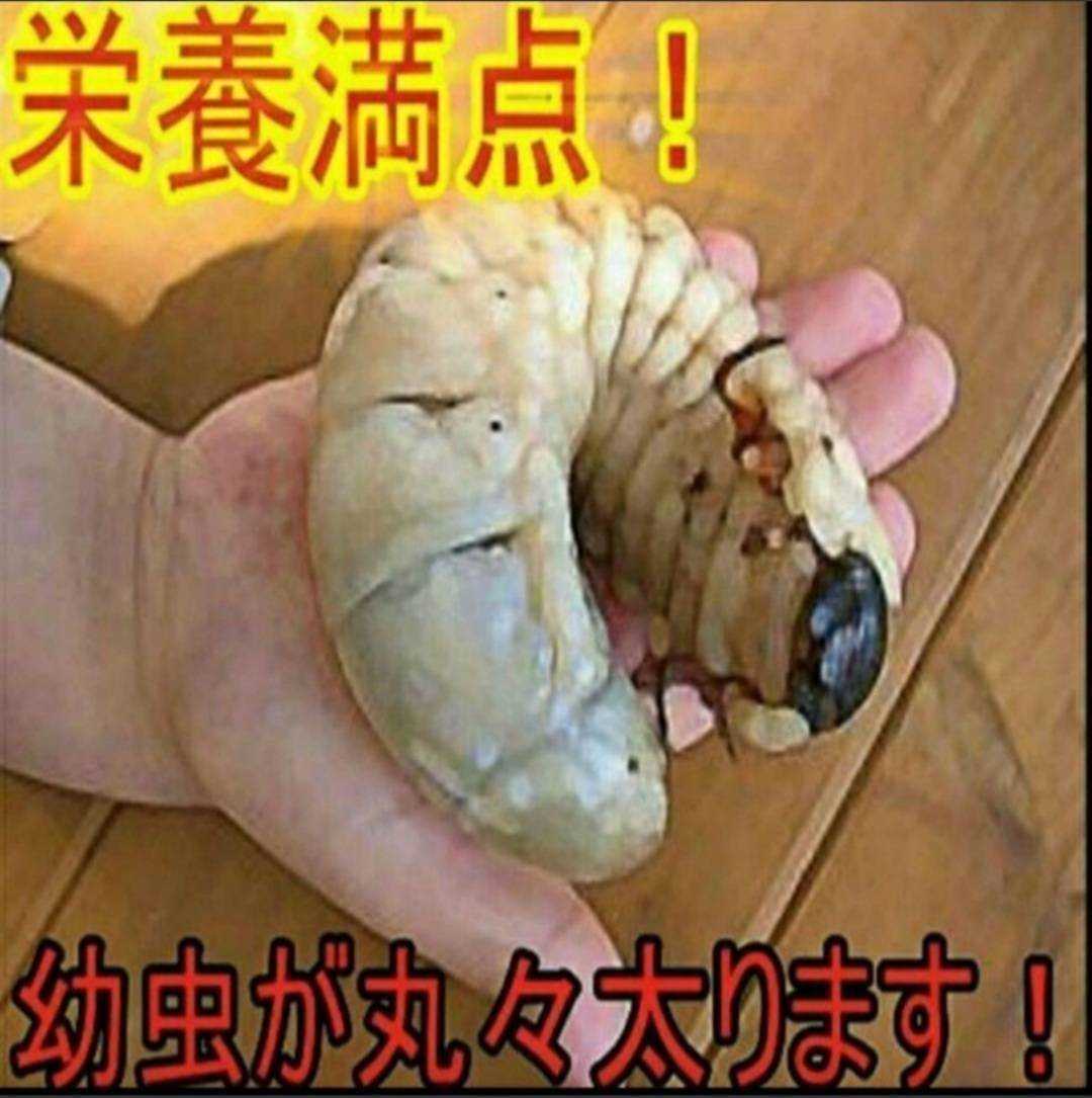 クワガタの産卵木の代わりに！カブトムシマットに埋め込み幼虫の栄養強化に！特大サイズ☆キクラゲ菌床ブロック【4個】クヌギ100％原料使用