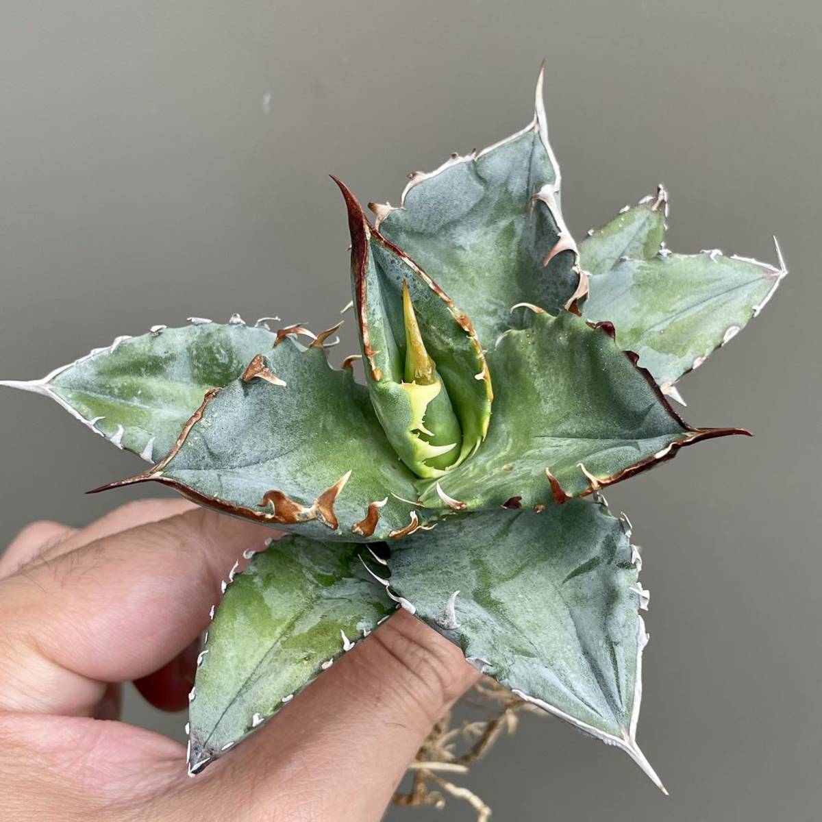 選抜 アガベ チタノタ ブルー 実生 多肉植物 3 simmons.belem.br
