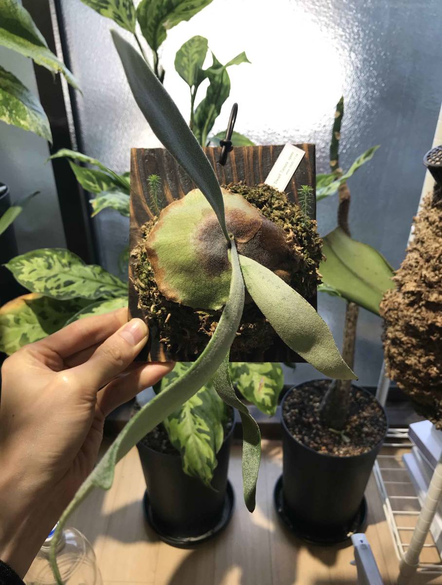 ビカクシダ ウィリンキー ドワーフタツタ P. willinckii 'Dwarf