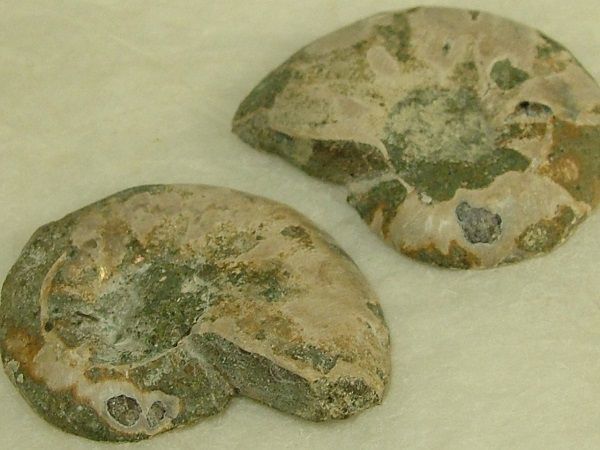 *アンモナイト化石（22ｍｍ・半身×２Ｐ）ｎ2_画像3