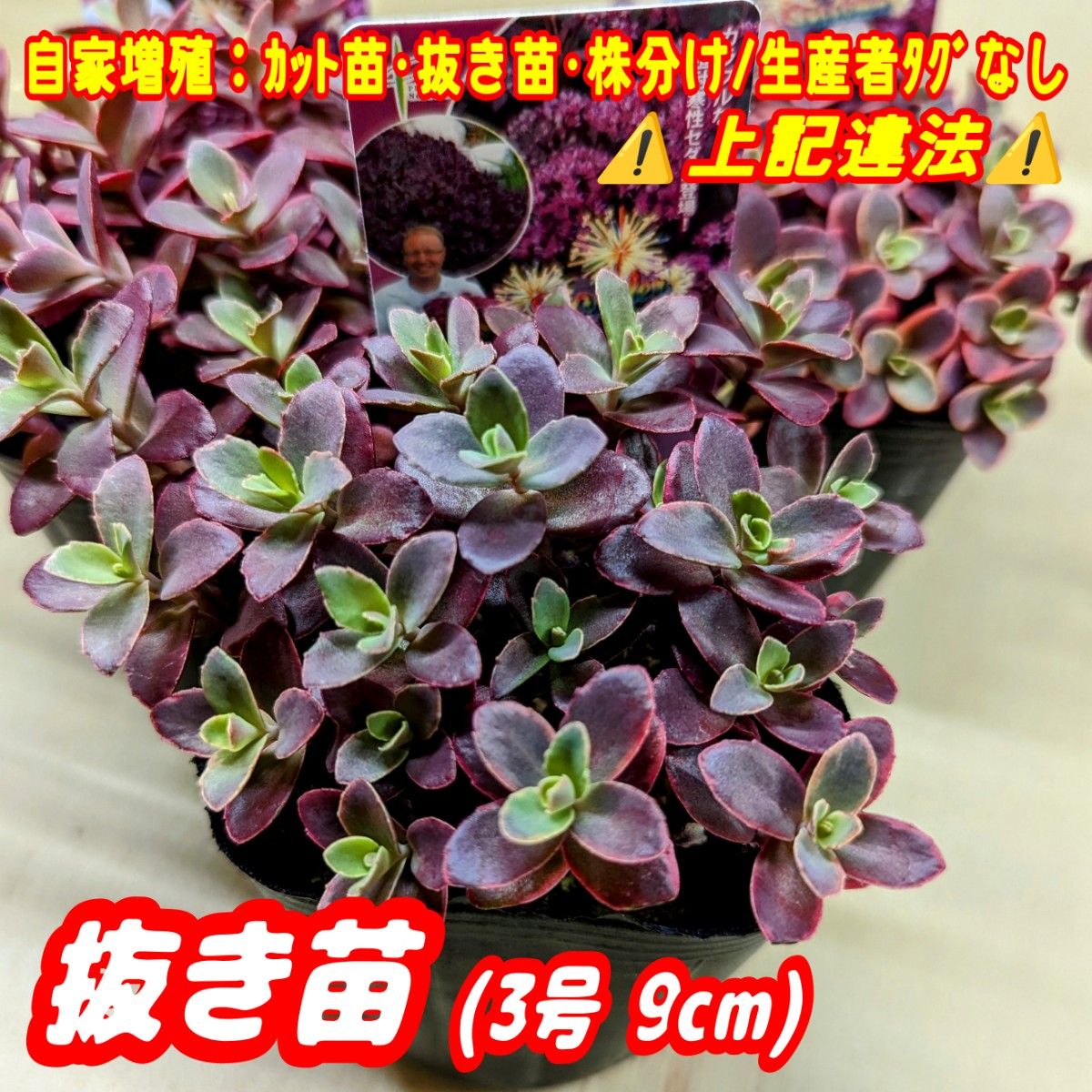 レア 【抜き苗】ファイヤークラッカー 多肉植物セダム紅葉 レア 【抜き苗】ファイヤークラッカー 多肉植物セダム紅葉