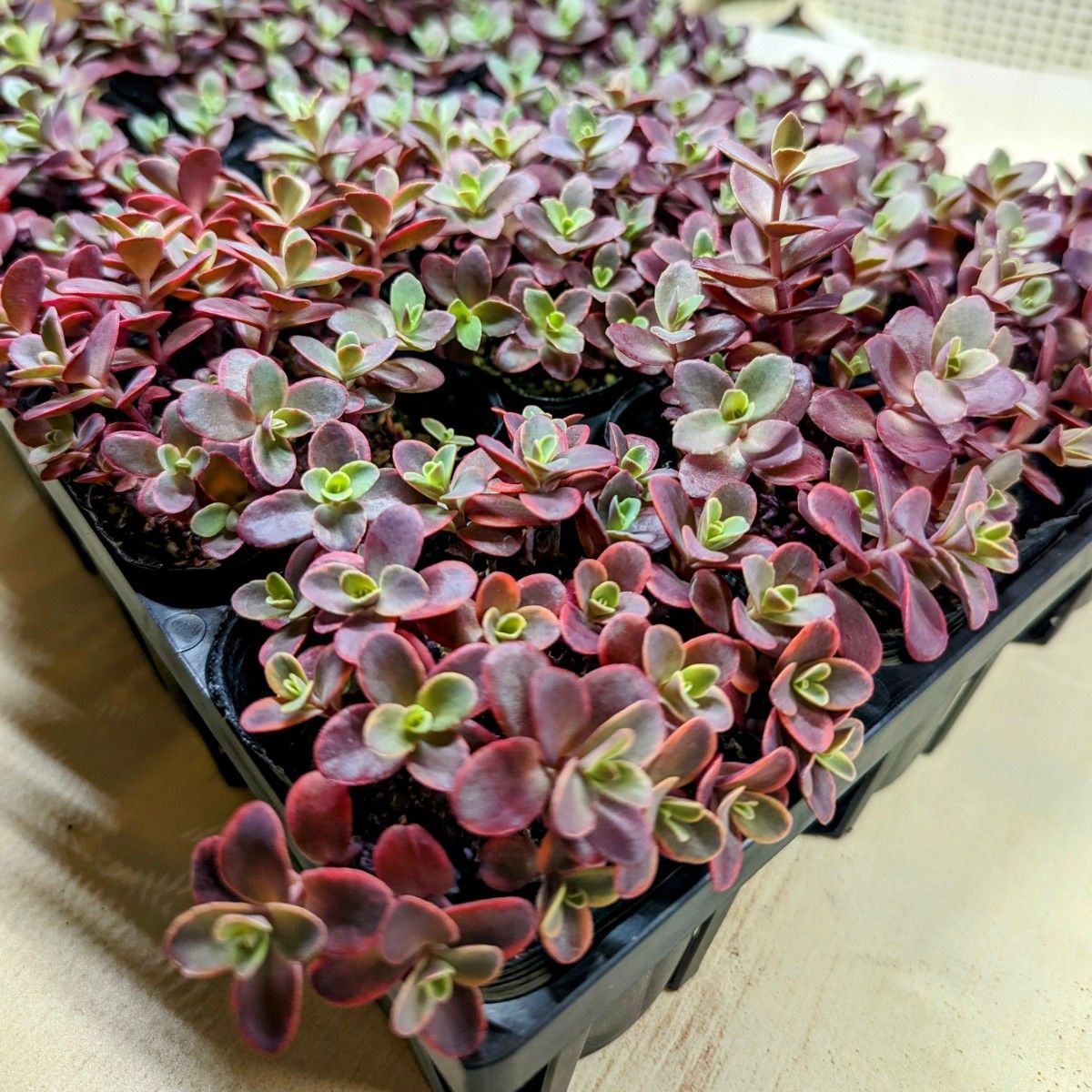 レア 【抜き苗】ファイヤークラッカー 多肉植物セダム紅葉 レア 【抜き苗】ファイヤークラッカー 多肉植物セダム紅葉