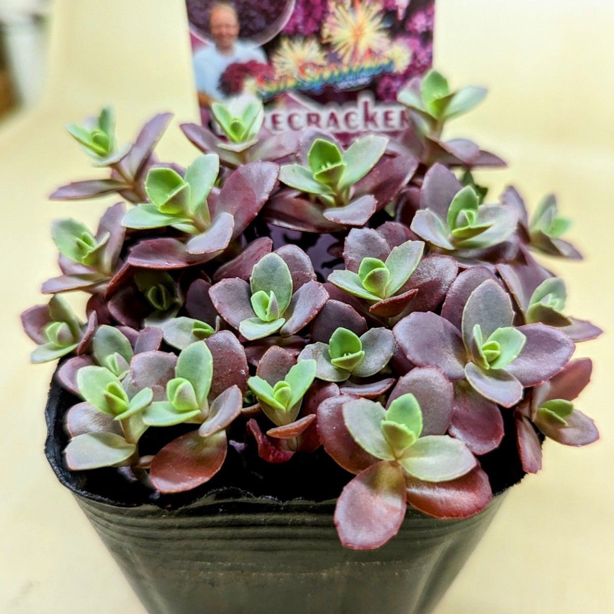 レア 【抜き苗】ファイヤークラッカー 多肉植物セダム紅葉 レア 【抜き苗】ファイヤークラッカー 多肉植物セダム紅葉