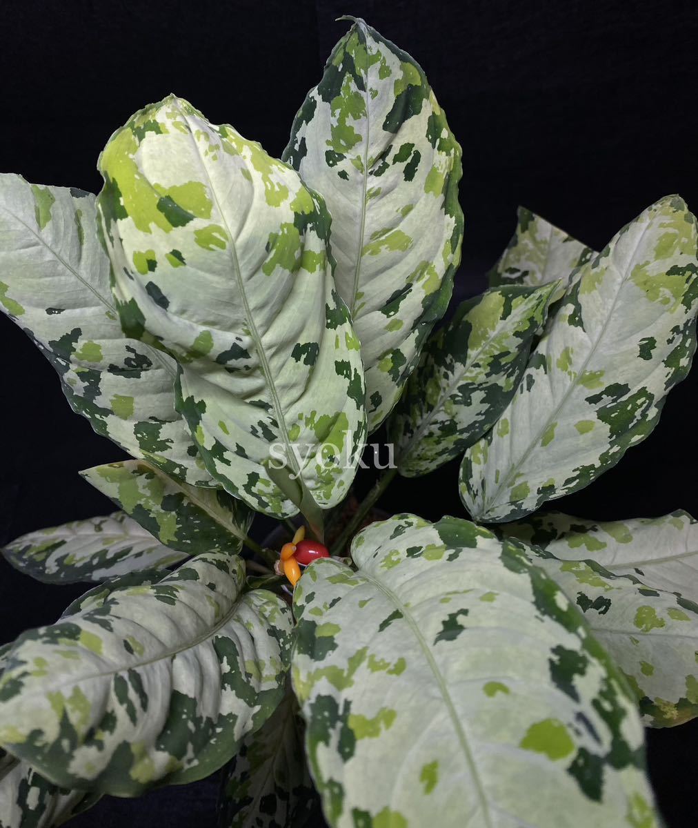 LA便 アグラオネマ ピクタム Aglaonema pictum【LA0915-z-s-00】 LA便 アグラオネマ ピクタム Aglaonema pictum【LA0915-z-s-00】