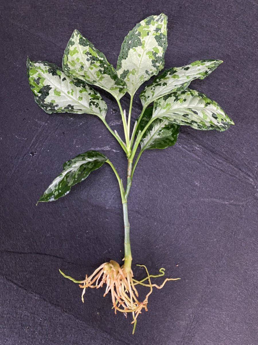 LA便 アグラオネマ ピクタム Aglaonema pictum【LA0915-z-s-00】 LA便 アグラオネマ ピクタム Aglaonema pictum【LA0915-z-s-00】
