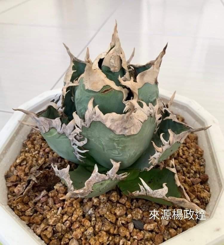 アガベ チタノタ 良血統親株 東大厳竜 シーザー ハデス agave