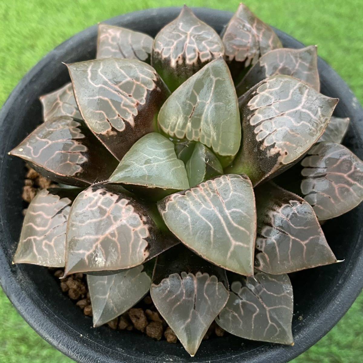 ≧∇≦)多肉植物 ハオルチア コレクタ 火鳳凰 fabrica1900.ge