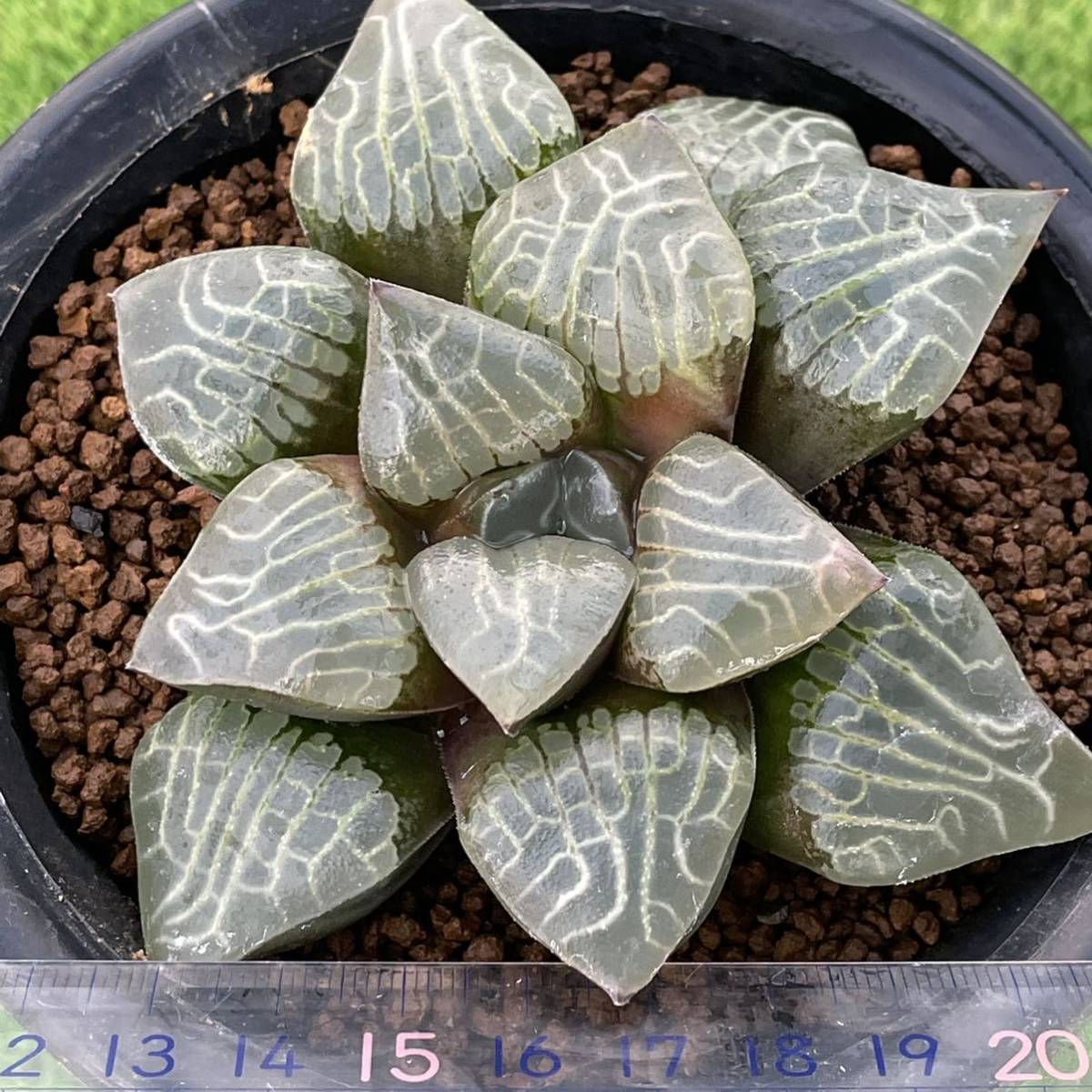 Yahoo!オークション - (≧∇≦)多肉植物 ハオルチア 超巨大特丸窓