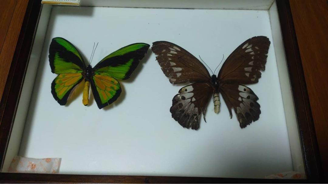 スペシャルオファ 蝶の標本 ゴライアストリバネアゲハ - www