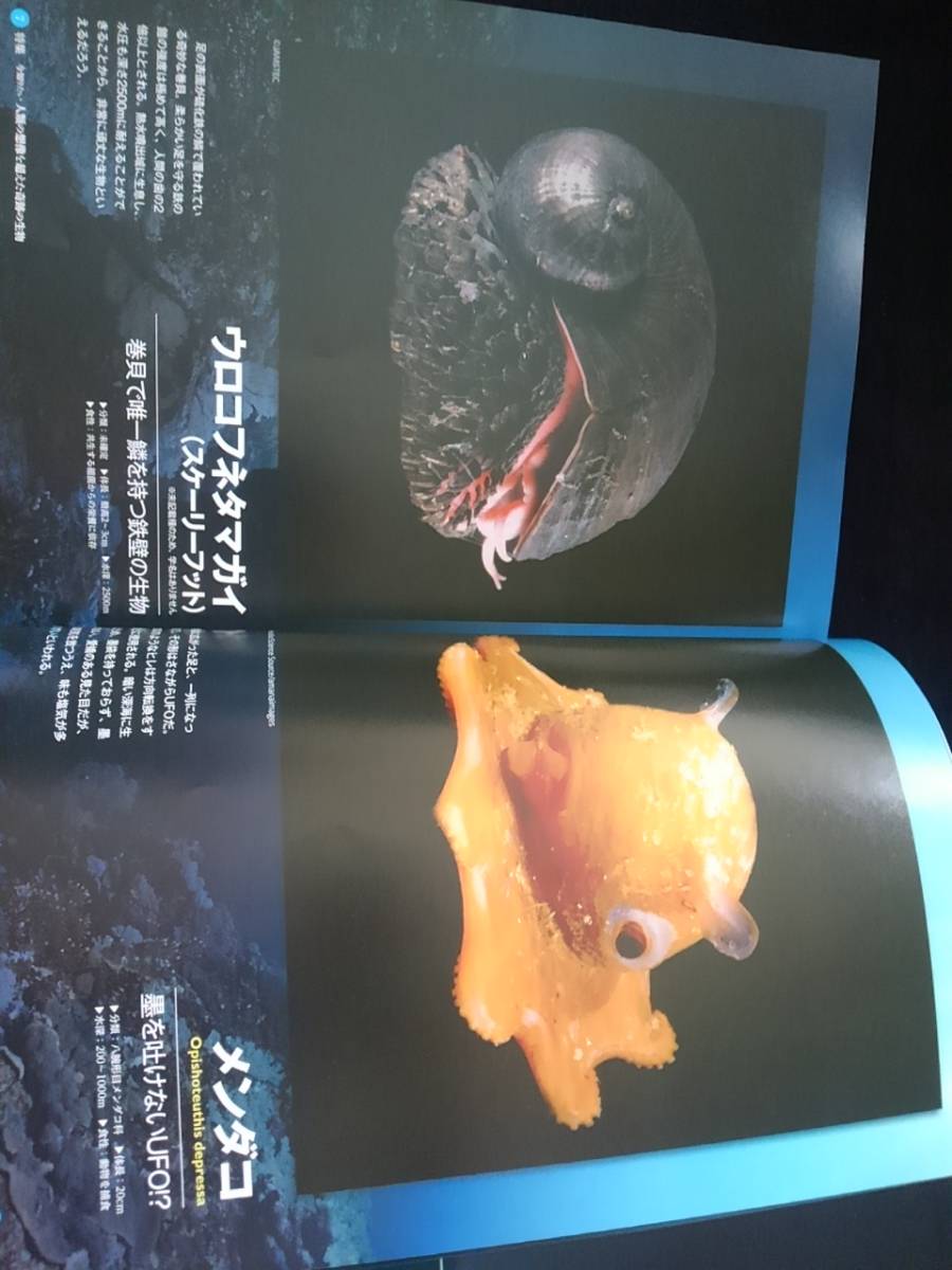 深海生物　ビジュアル大図鑑　ダイオウイカ　稀少　巨大ザメ　タコ　クラゲ　アンコウ　エビ　ウナギ　シーラカンス　特異な進化　海底　_画像4