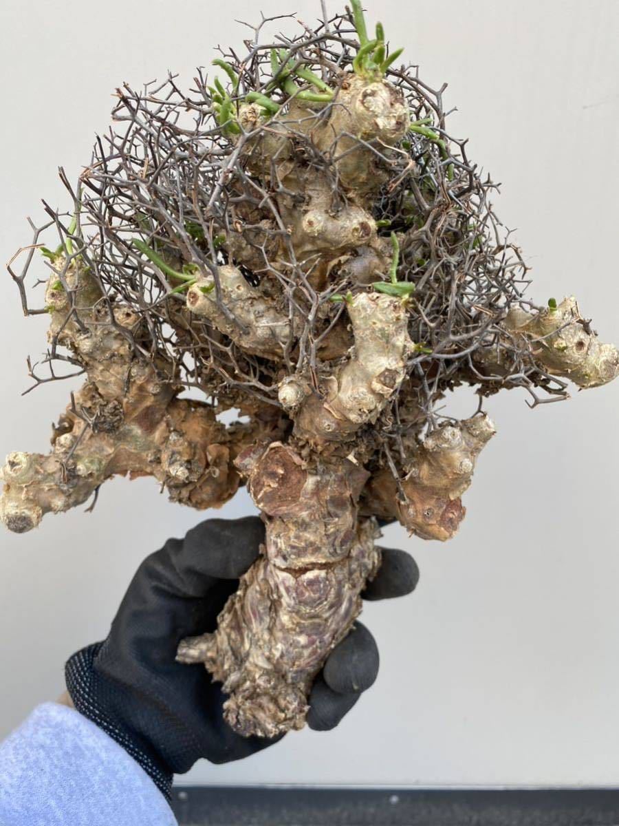 Tylecodon reticulatus チレコドン レティキュラータス 万物想 alianca