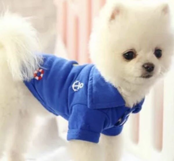 犬服 Sサイズ かわいい クマ 春夏 ポロシャツ 小型犬 新品 未使用犬服 ドッグウェア ペット服_画像3