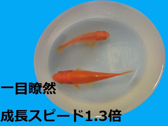 メダカ　金魚　グッピー　56　稚魚育成促進フード　成長スピード1.3倍　免疫力UP　ウジムシパウダー　熱帯魚　海水魚　爬虫類　対応　_画像5