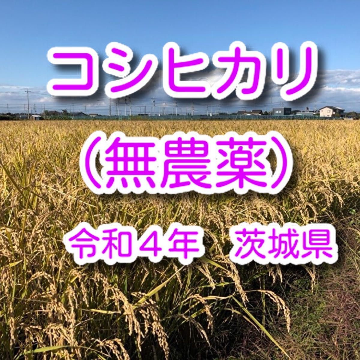 コシヒカリ 無農薬 30kg 令和4年(2022)茨城県 米 おこめ 玄米