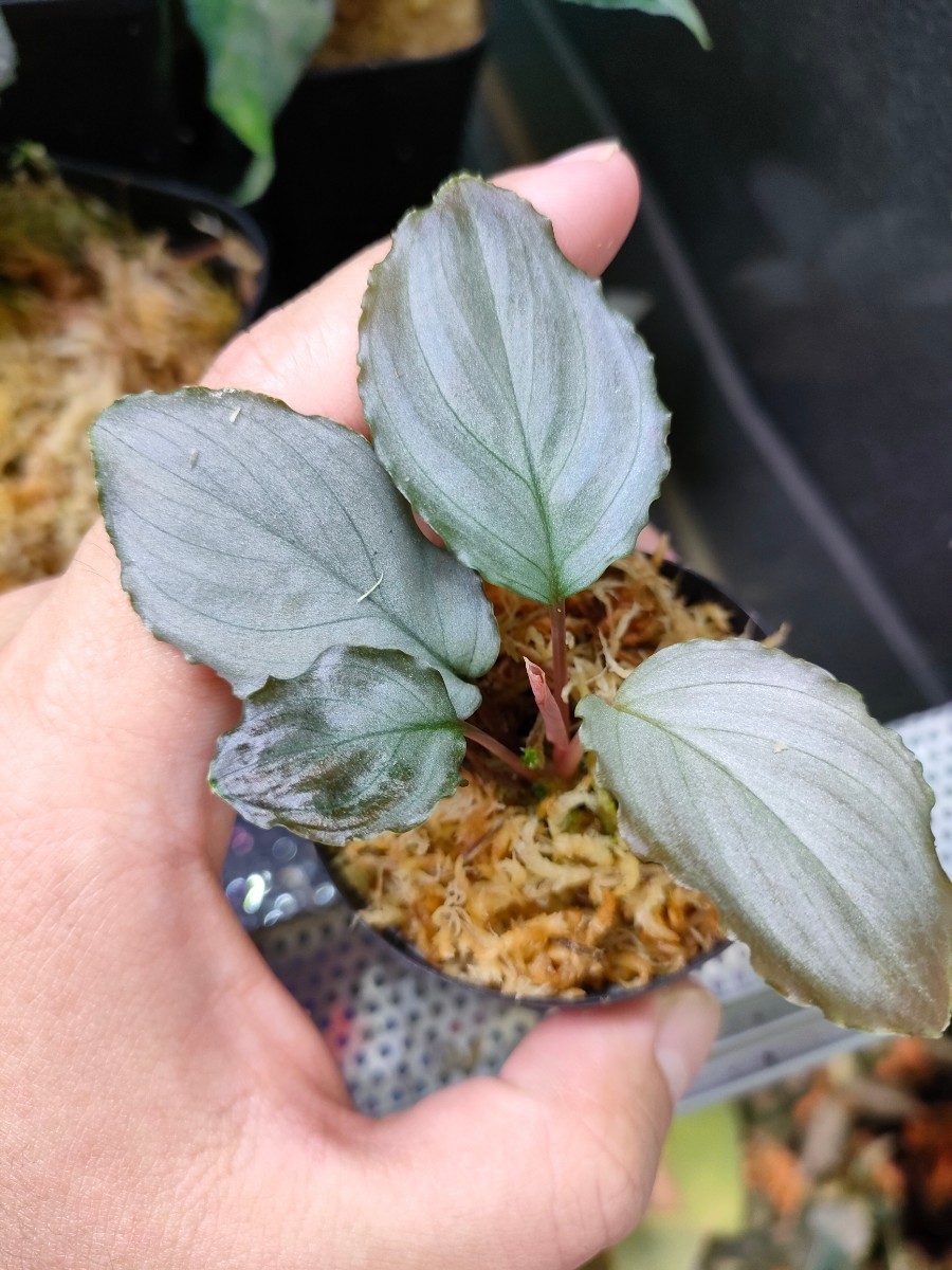 ホマロメナHomalomena sp. Platinum Frillパルダリウム-