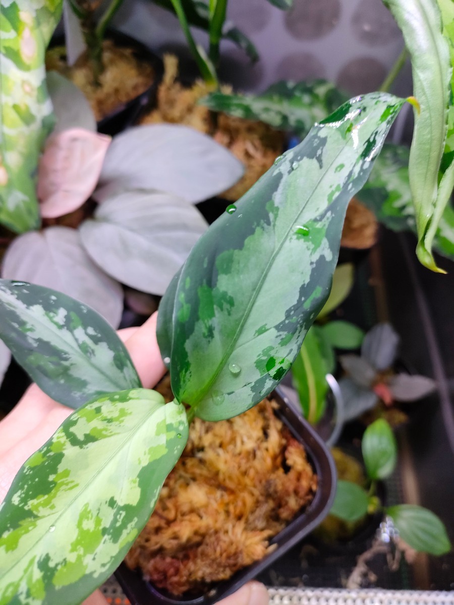 Aceh産地卍細葉 アグラオネマ ピクタム Aglaonema pictum