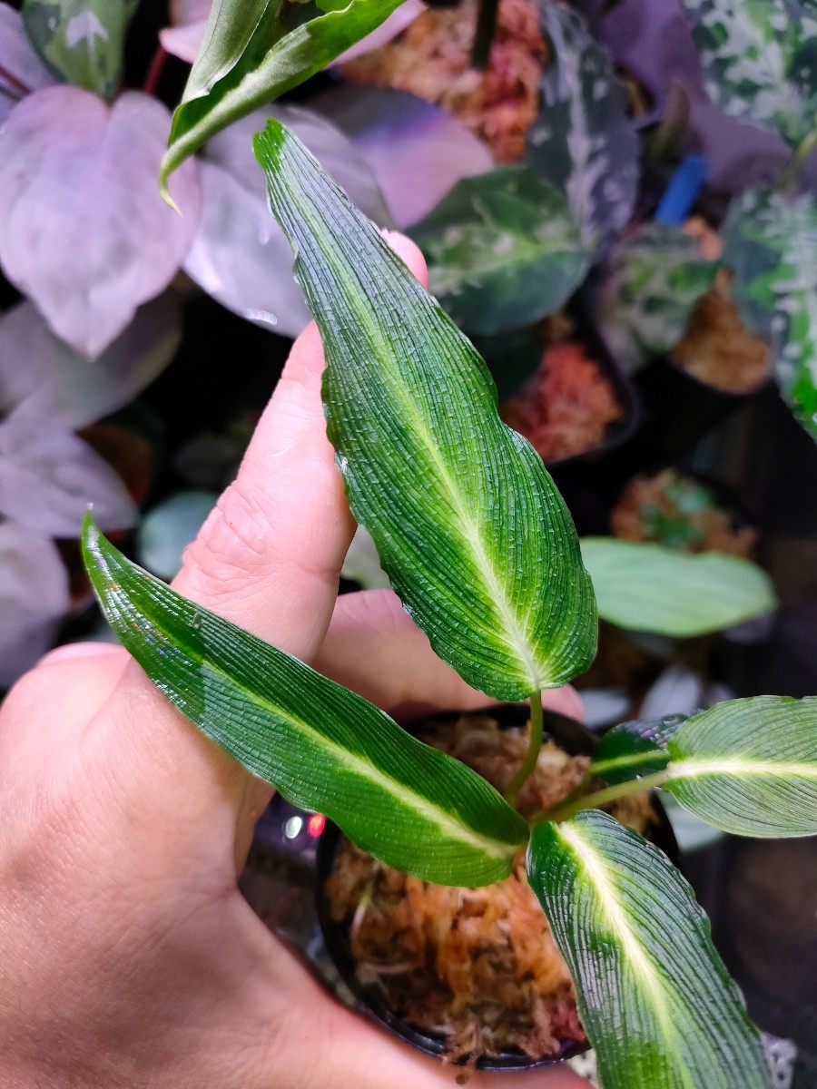 最終値下げ LA便 Homalomena sp Papua Barat 【LA0021-05z 最終値下げ LA便 Homalomena sp Papua Barat 【LA0021-05z