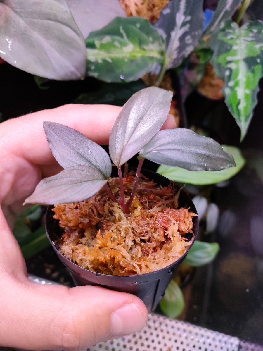 限定商品発売中 Homalomena sp. Sapphire Velvet KN便 ホマロメナ