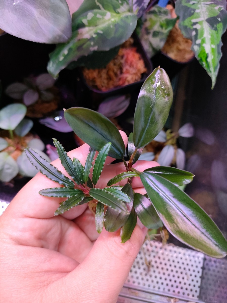 Bucephalandra ブセファランドラspカトリーナ 水草 アクアリウム+airdf