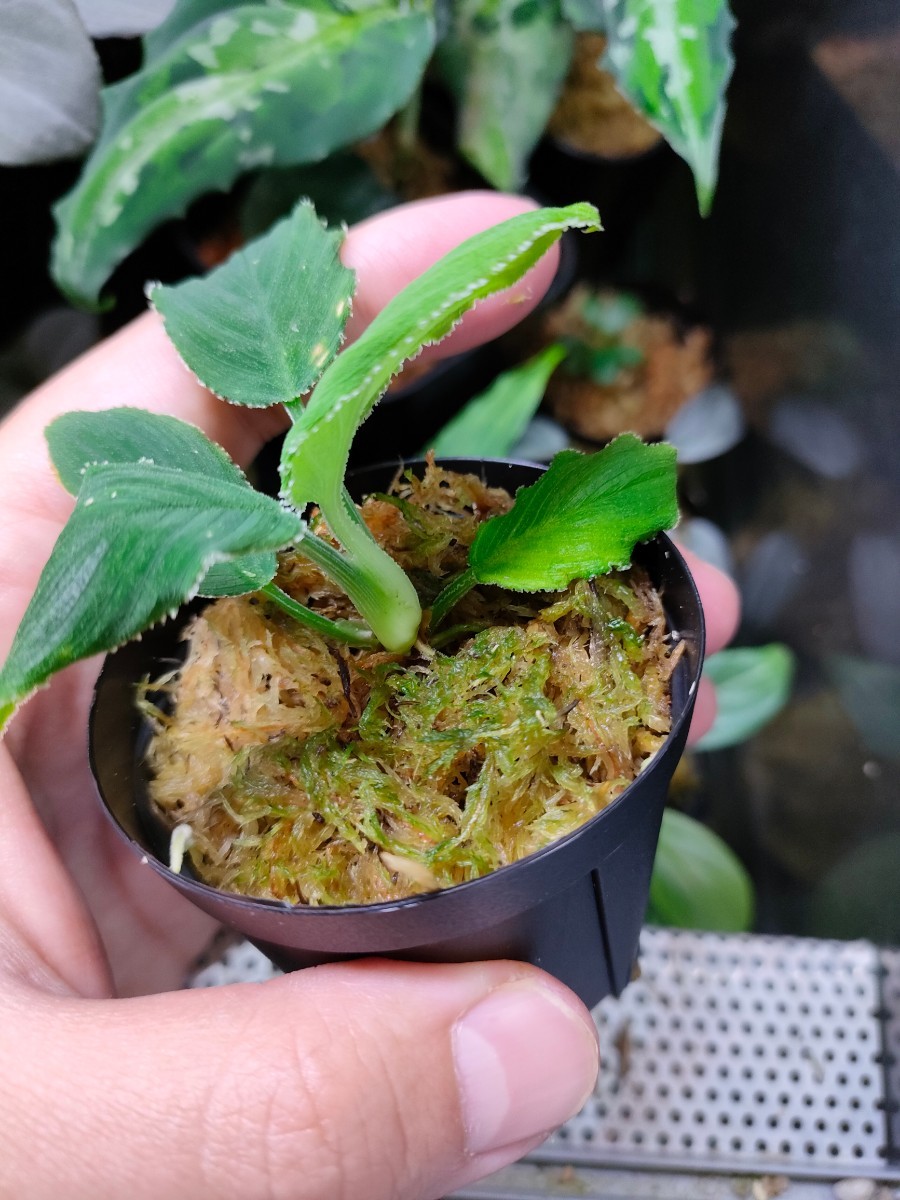 Homalomena sp 竜鱗 Riau sumatra【LA0815-01】ホマロメナ Homalomena sp 竜鱗 Riau sumatra【LA0815-01】ホマロメナ