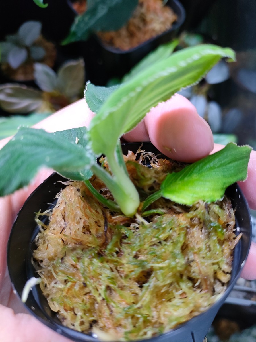 Homalomena sp 竜鱗 Riau sumatra【LA0815-01】ホマロメナ Homalomena sp 竜鱗 Riau sumatra【LA0815-01】ホマロメナ