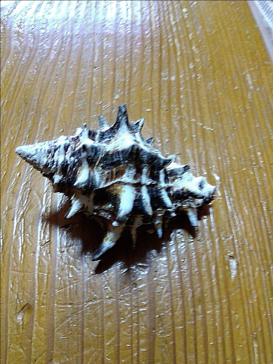 オニコブシ貝（vasum ceramicum）約10cm