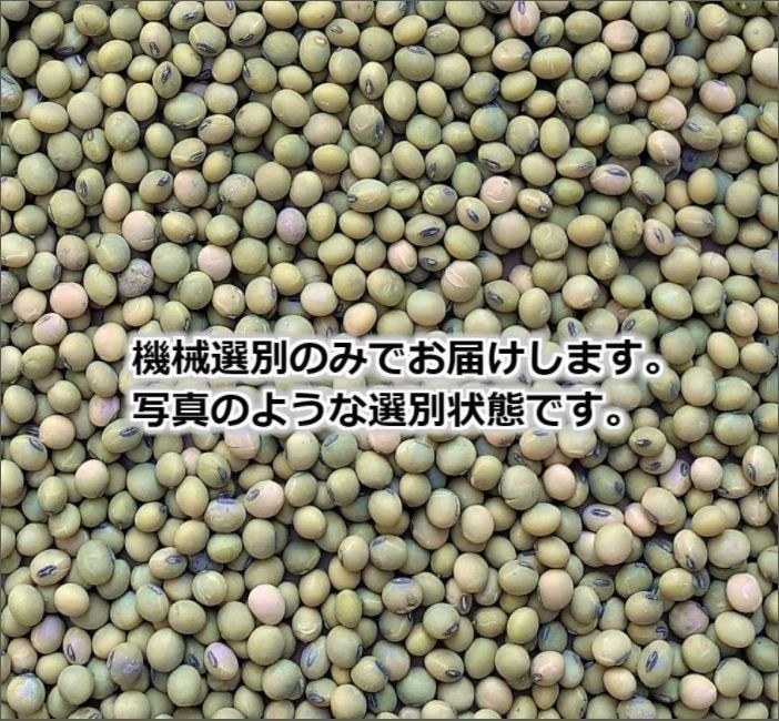 希少 在来種 青大豆 無農薬無肥料栽培 サトウイラズ 1.6kg